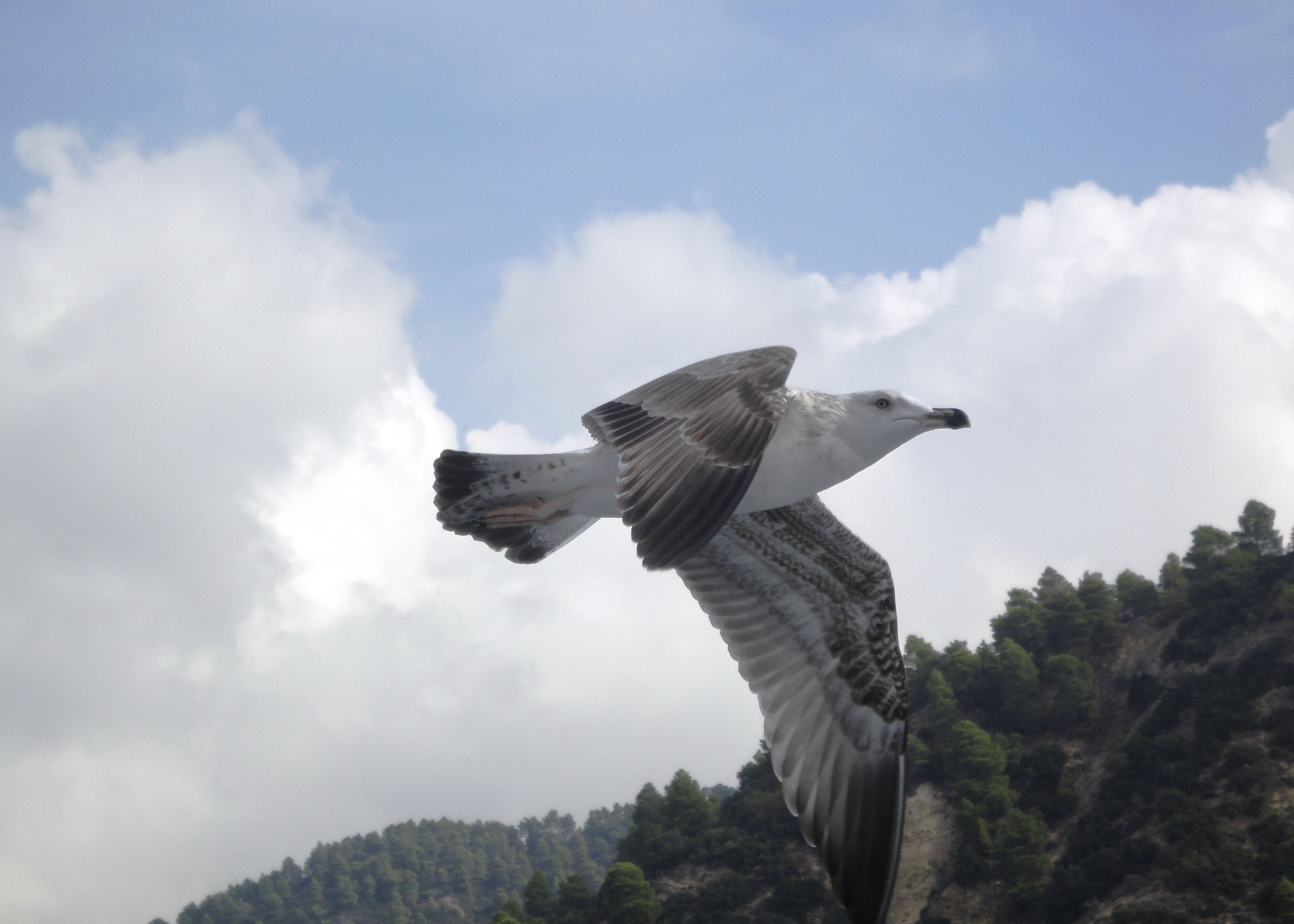 A seagull flying near Mount Athos, Greece