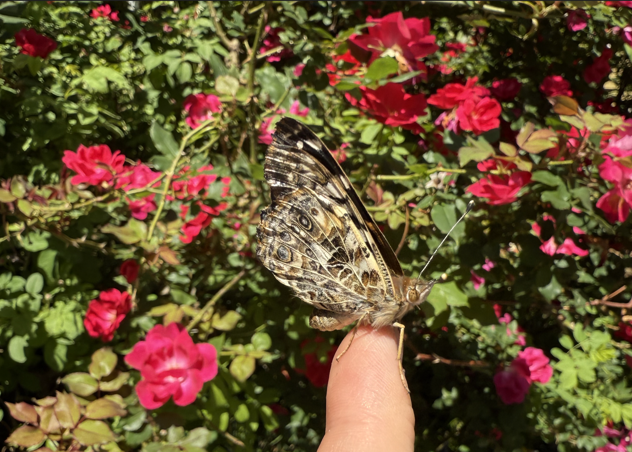 Butterfly hatches near roses