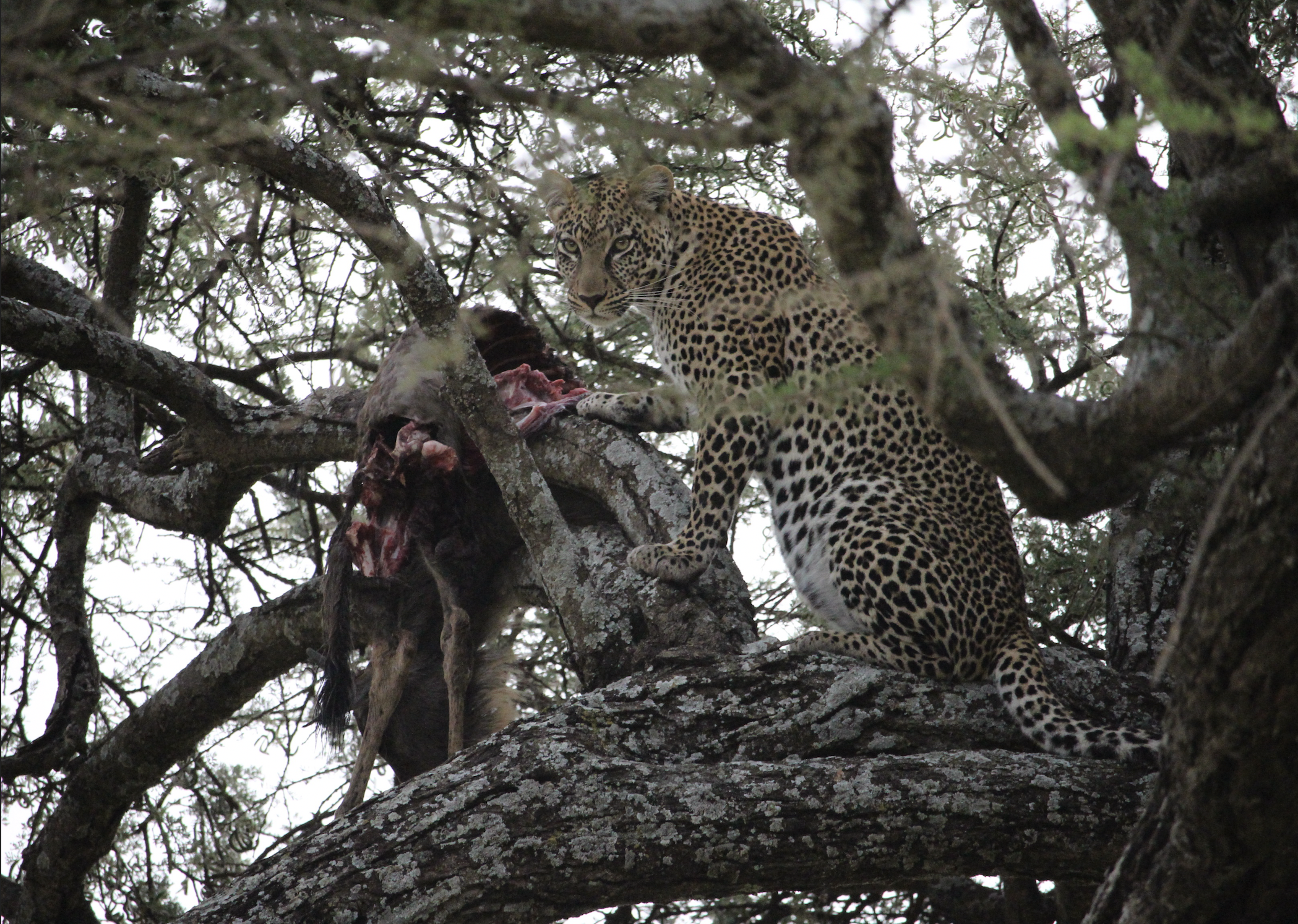 Cheetah eating in a tree, Serengeti