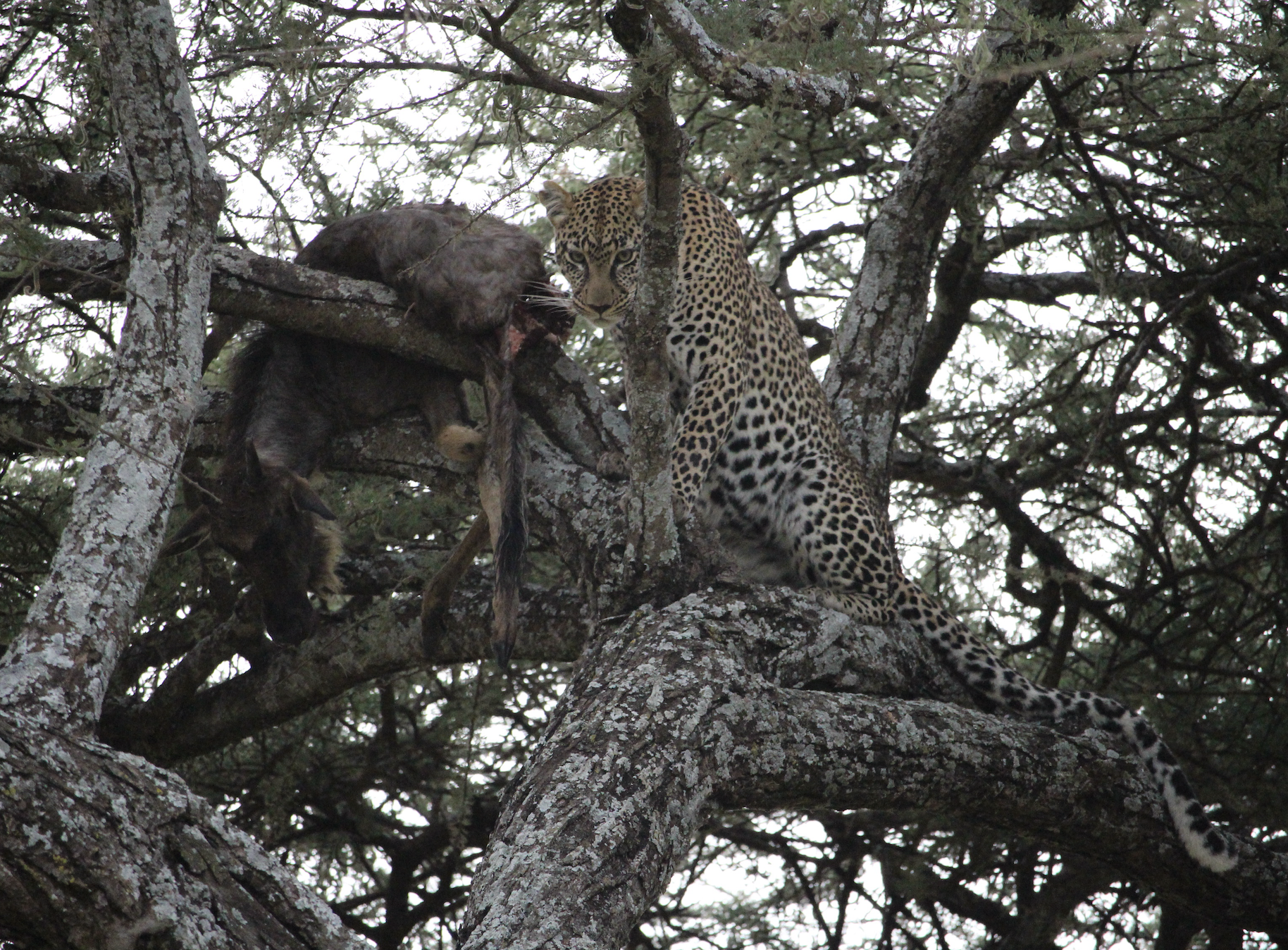 Cheetah eating in a tree, Serengeti