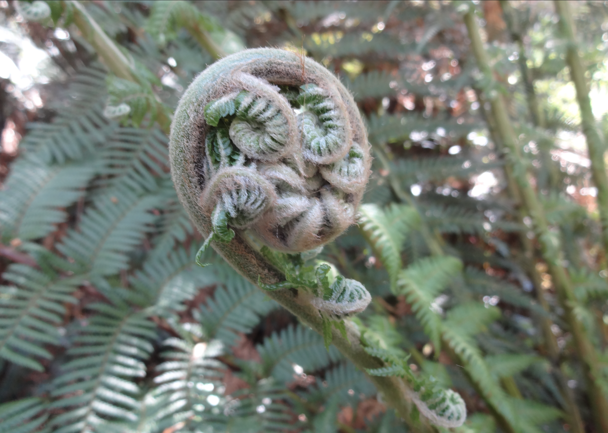 Fiddlehead Ferns from Australia