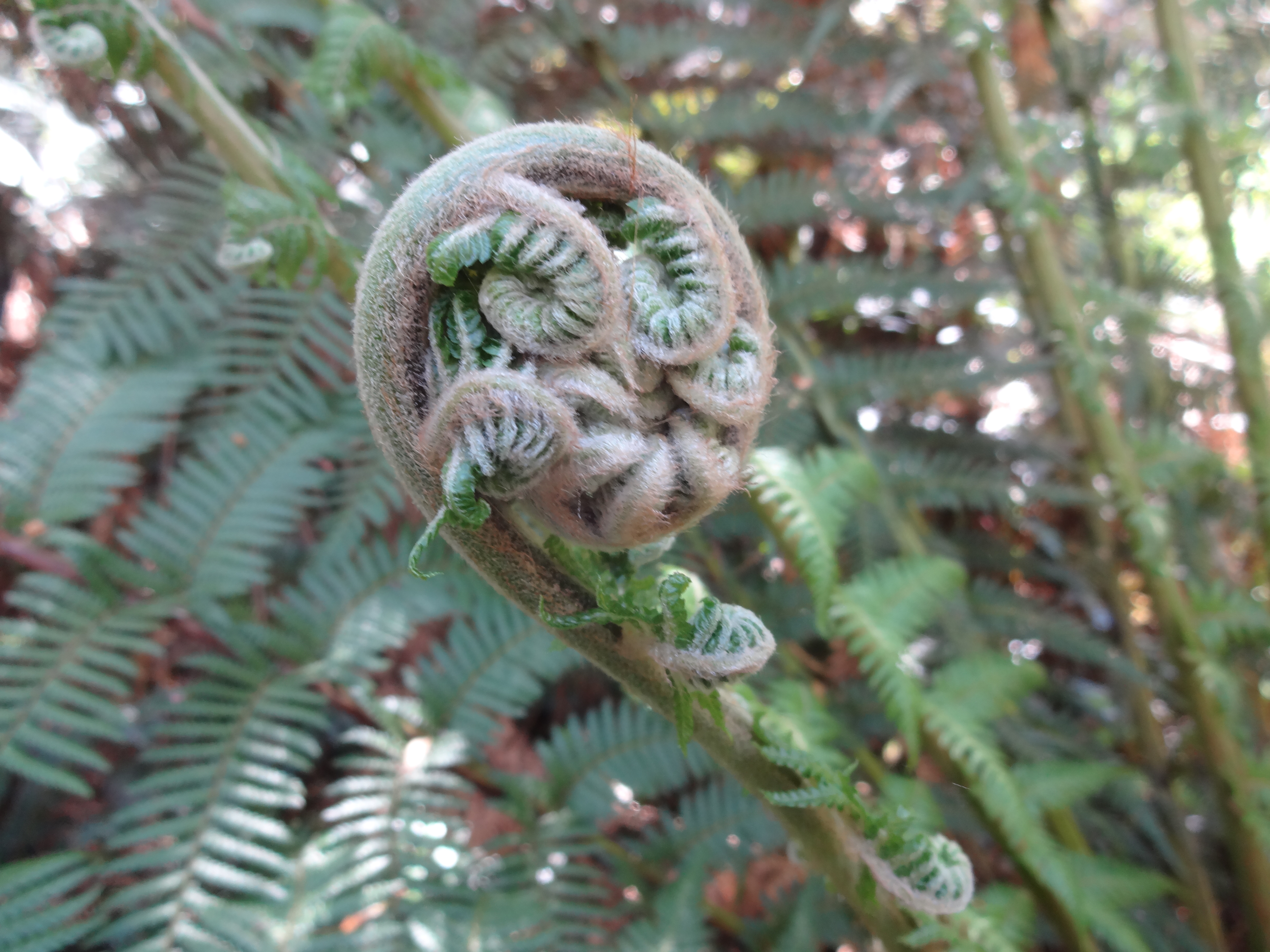 Fiddlehead Ferns from Australia