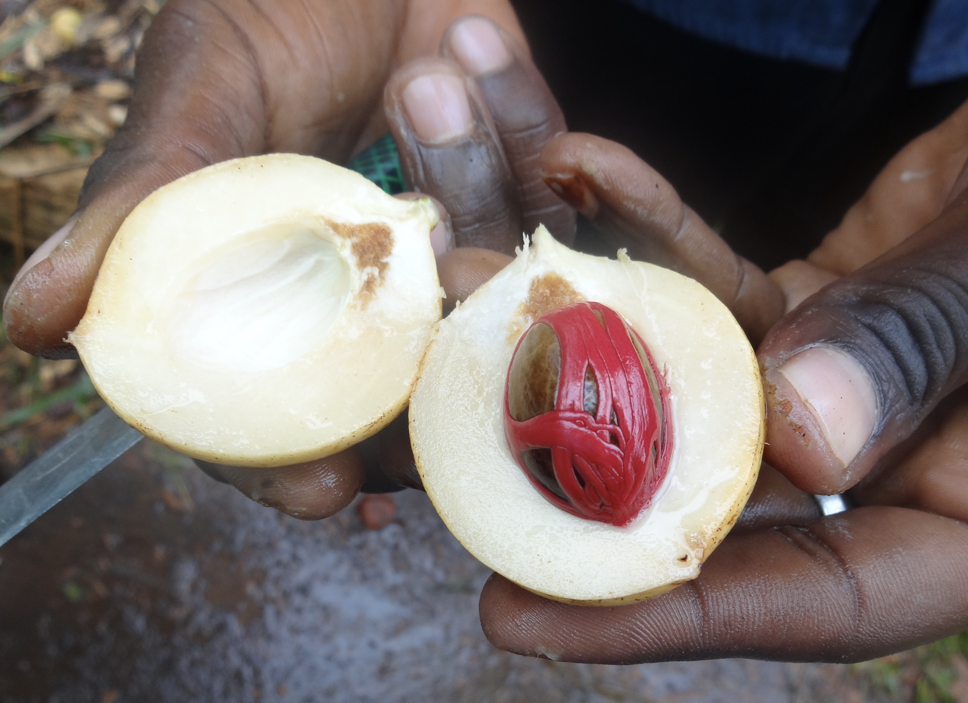 Nutmeg grown on Zanzibar