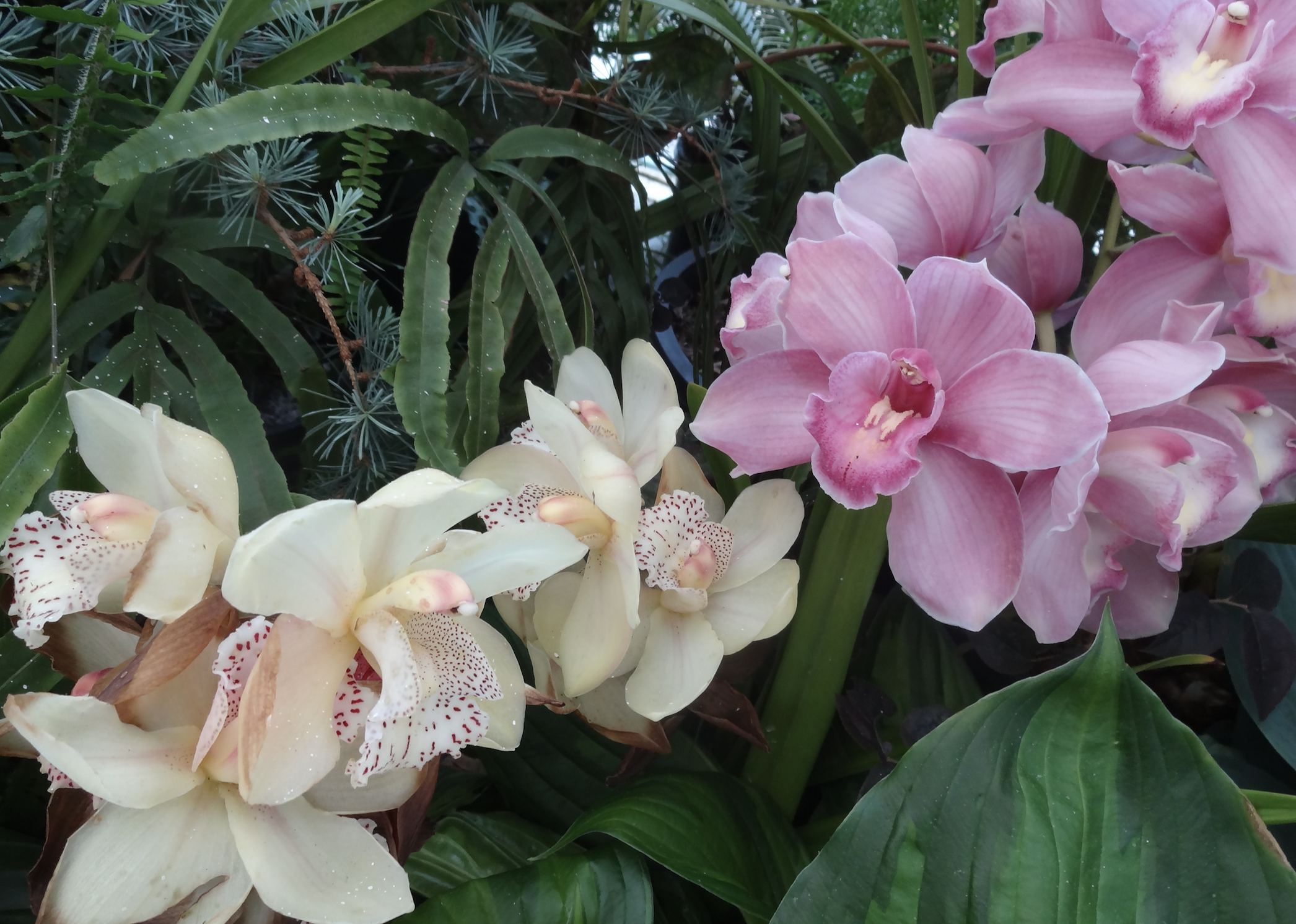 Pink and cream orchids blooming