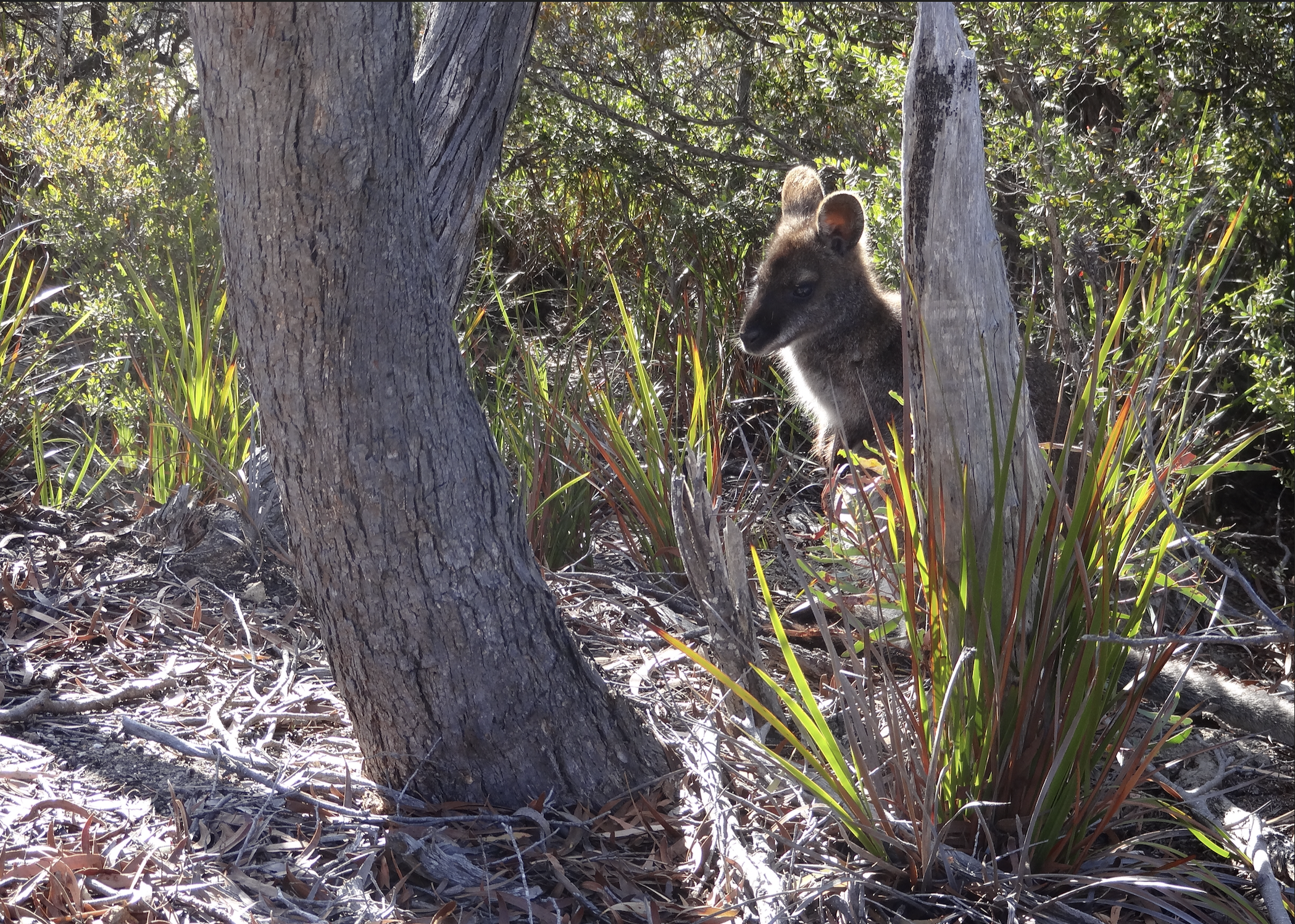 The Tasmanian Pademelon