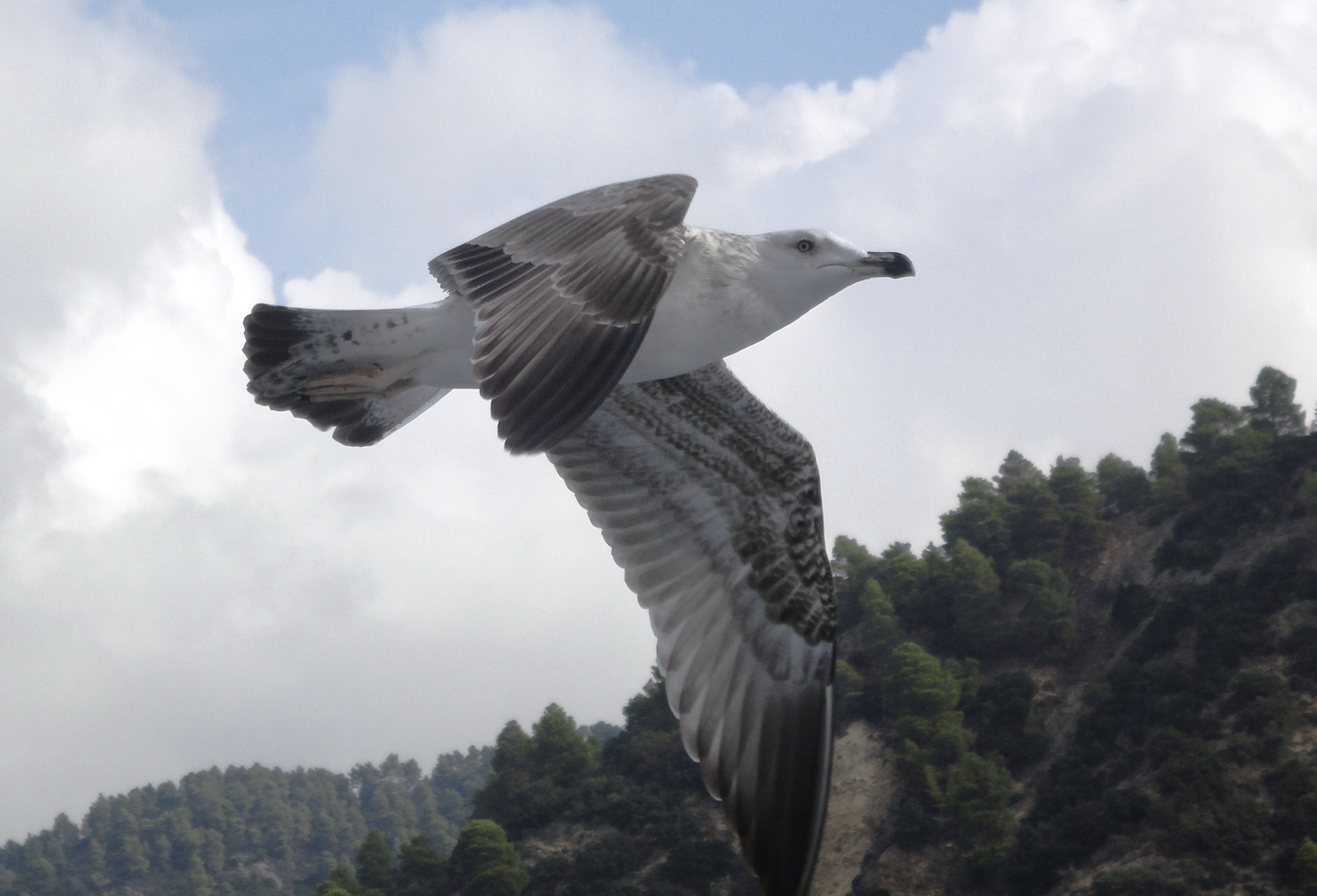 Seagull flying near Mount Athos, Greece