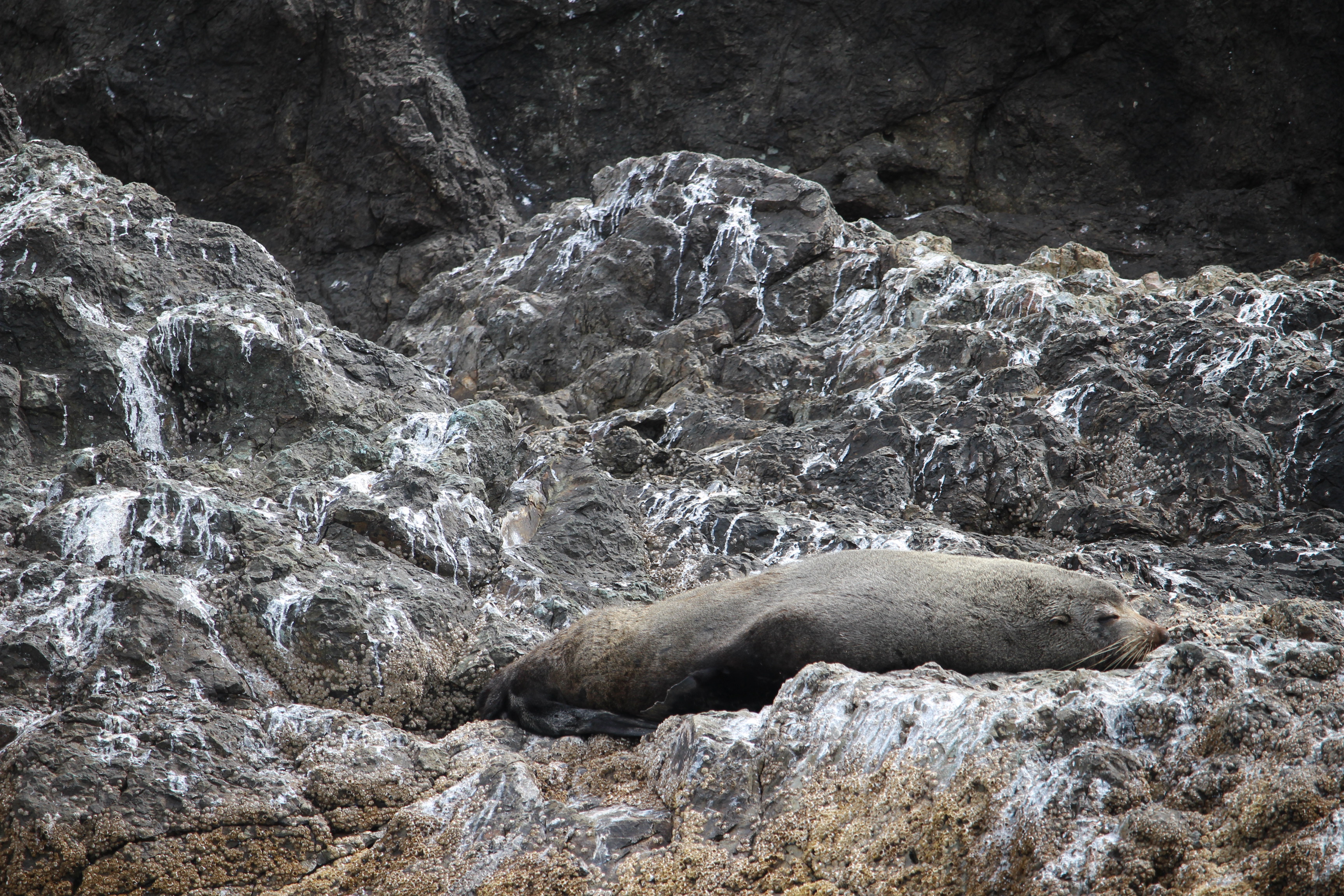 Seal lounging in Tasmania