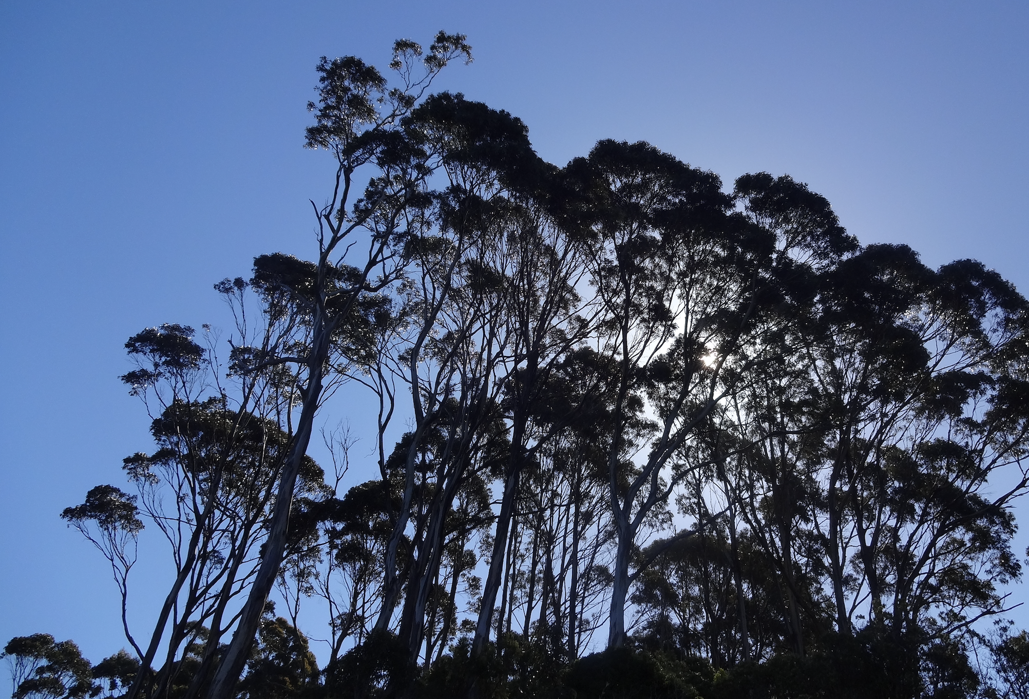 Shady trees in Australia