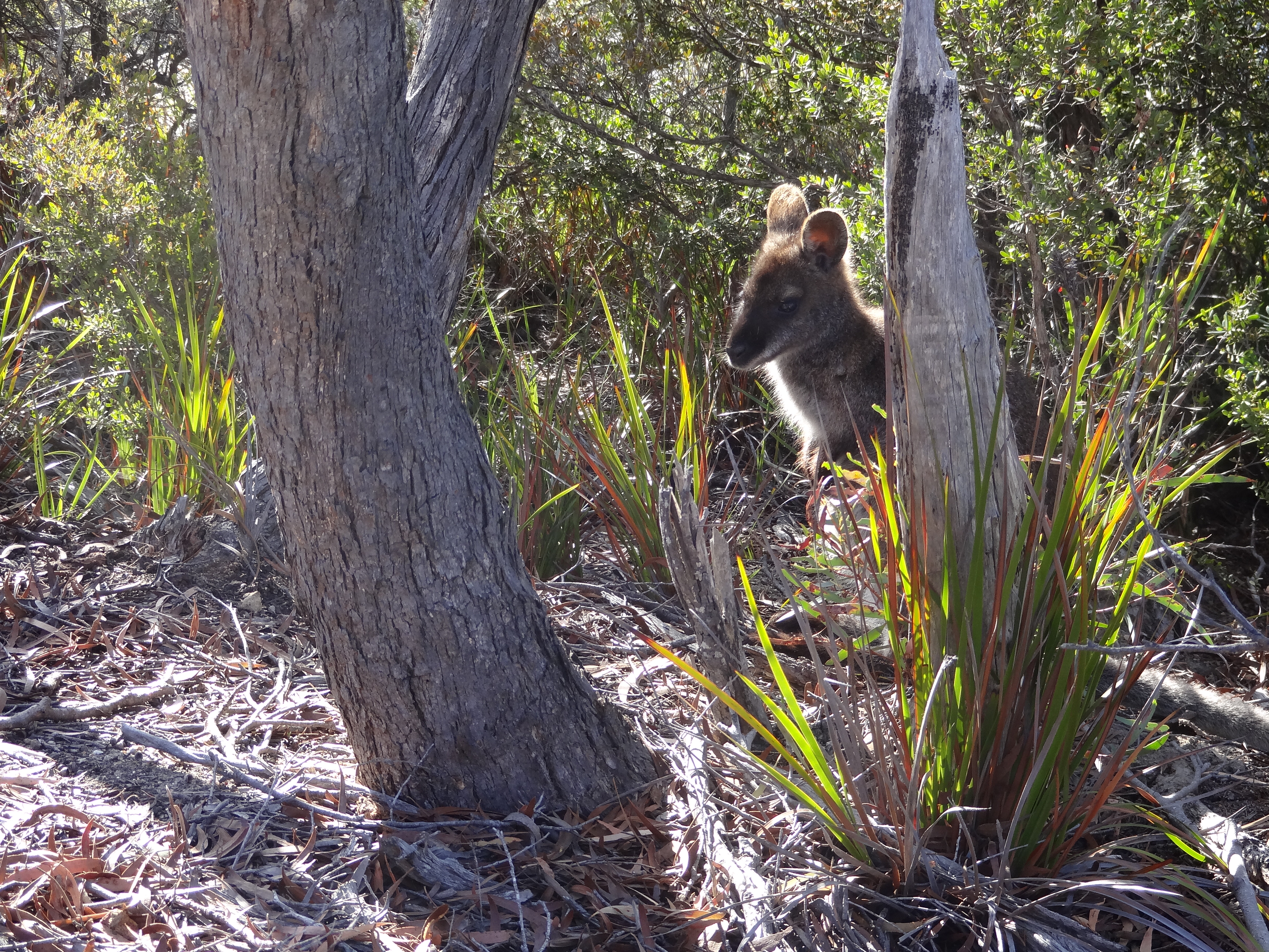 The Tasmanian Pademelon