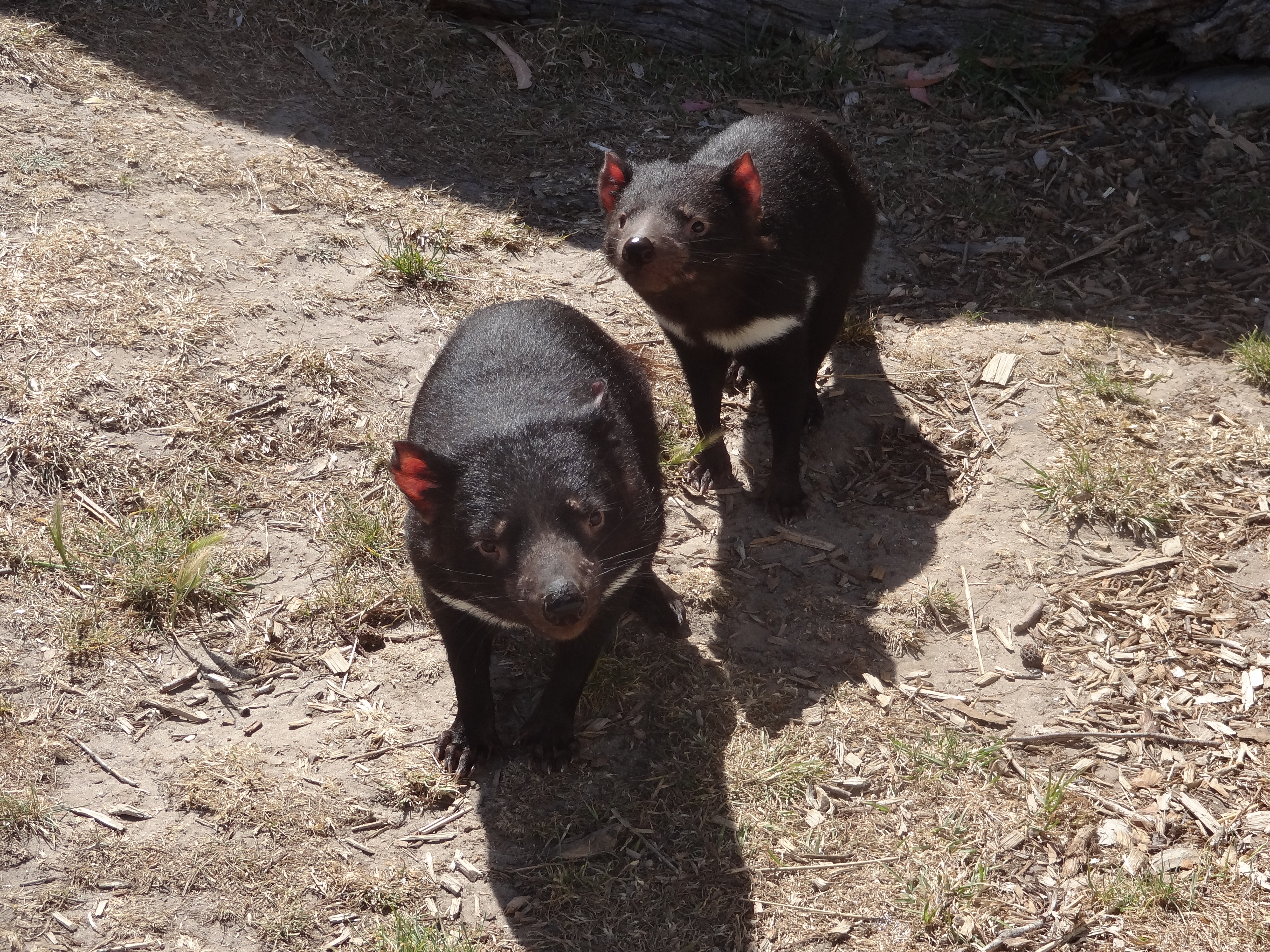 Tasmanian Devils