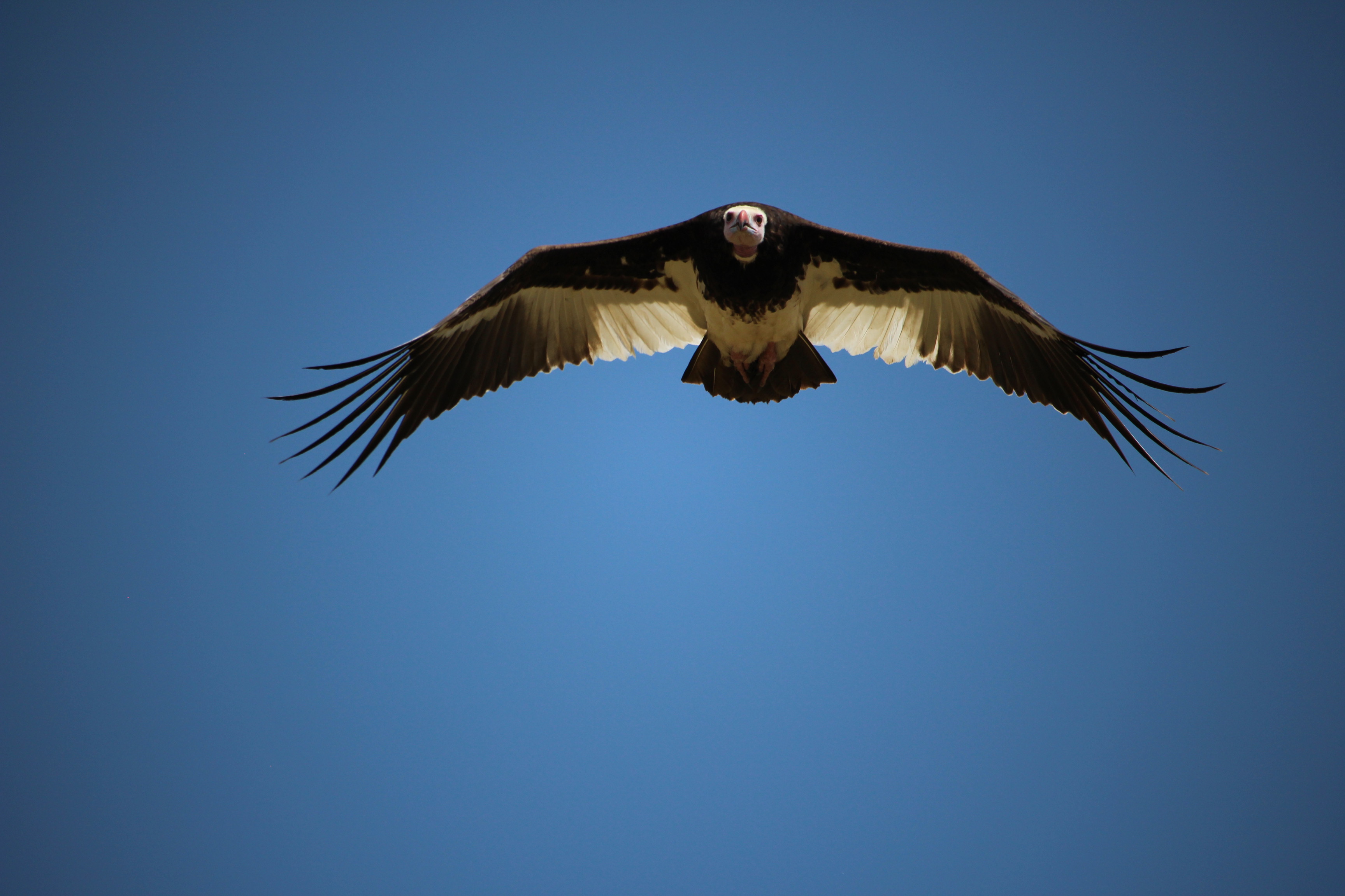 Vulture flying in Tanzania